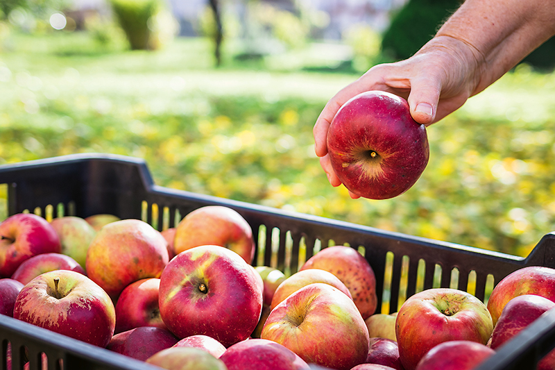 skladovanie úrody jabĺk