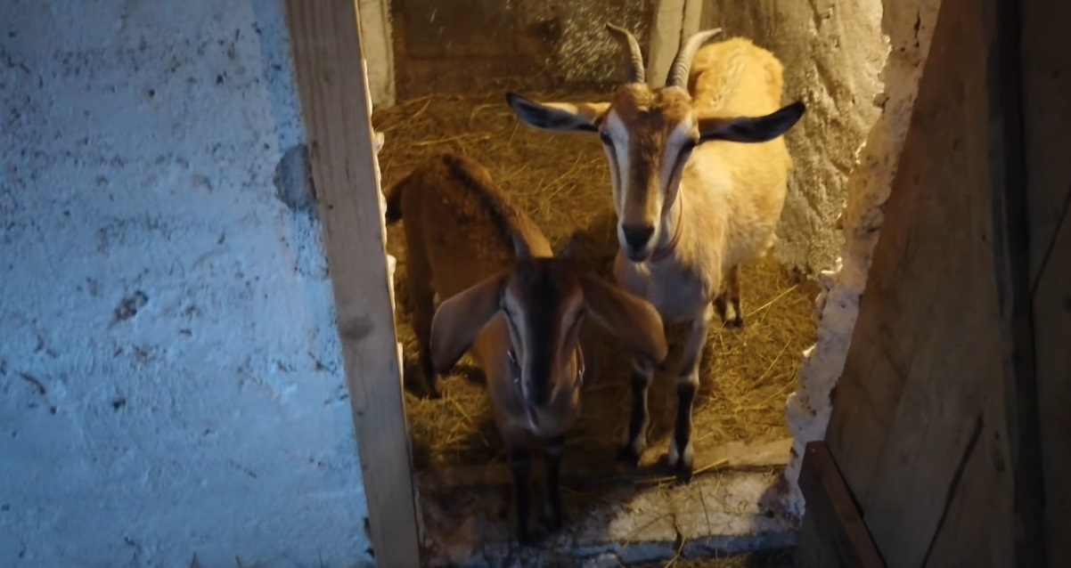 Vnútro stodoly s kozami