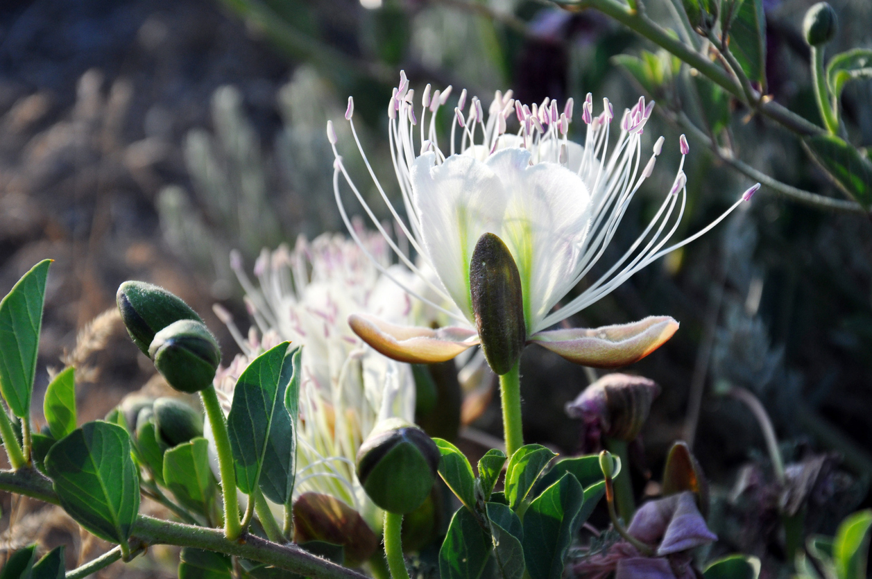 Kapara trnitá (Capparis spinosa)
