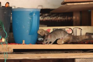 Ako ochrániť pred myšami vnútorné priestory na jeseň a v zime?