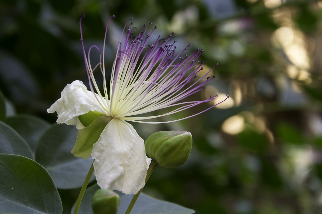 Kapara trnitá (Capparis spinosa)