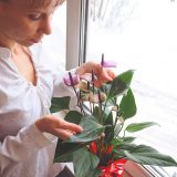 Žena pozerá na izbovú rastlinu na okne