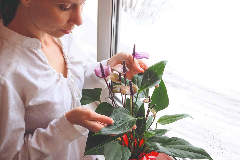 Žena pozerá na izbovú rastlinu na okne