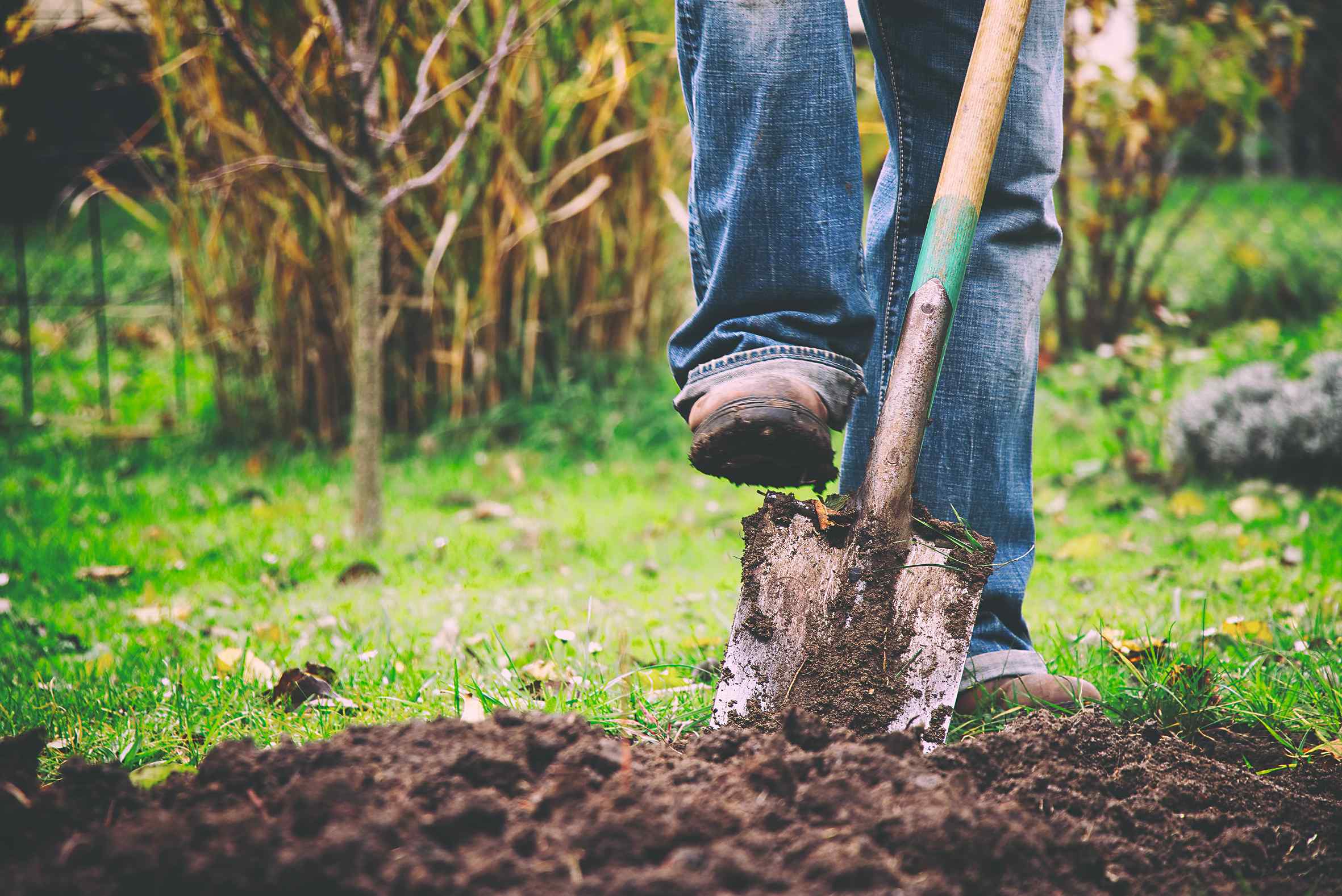 Pri rýľovaní môžete do pôdy zapracovať rastliny zeleného hnojenia alebo kompost a obohatiť tak pôdu o živiny. Čerstvý hnoj však nechajte zapracovaný len na povrchu. 