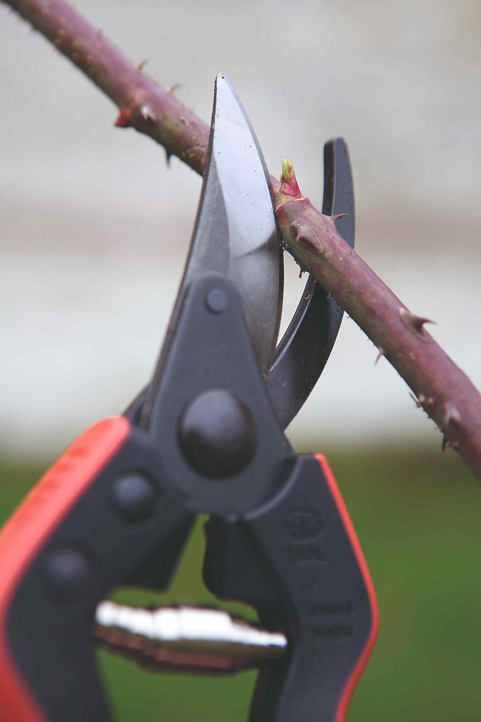 10 Alan Titchmarsh Sarah Cuttle 011211 Pruning roses a5