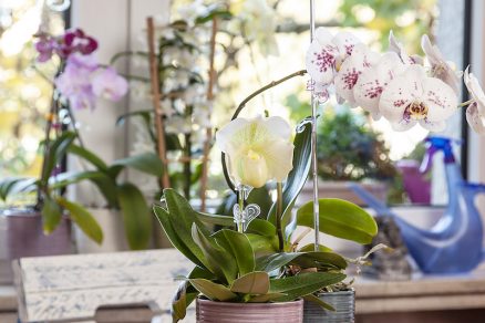 Orchidea v črepníkoch na drevenom stole