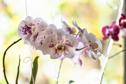 Pestovanie orchideí
