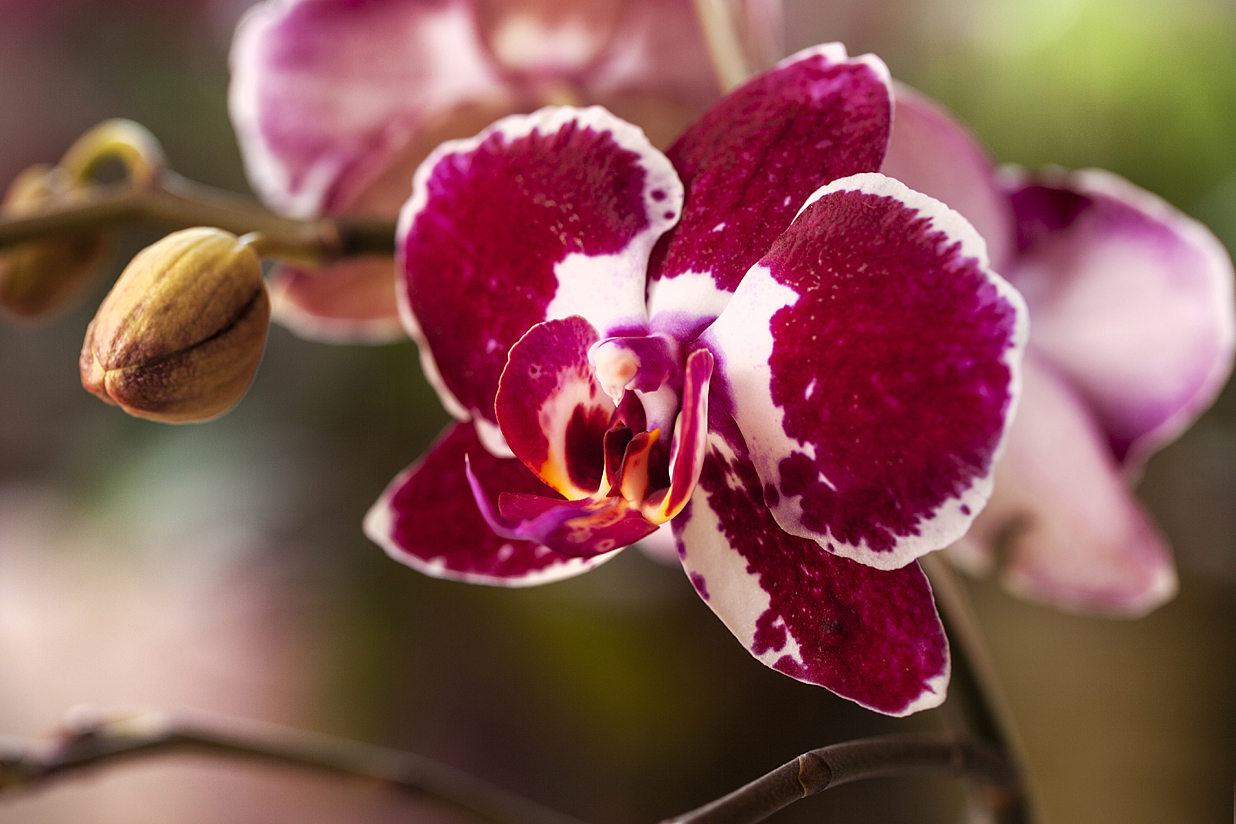 Phalaenopsis 