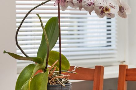 Lišajovec – Phalaenopsis