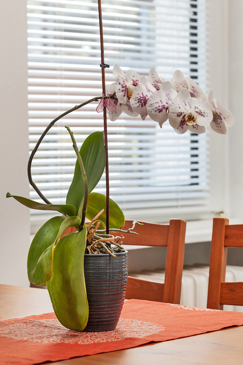Lišajovec – Phalaenopsis 