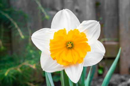 Narcis v záhrade
