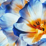 Modrobiely tulipán