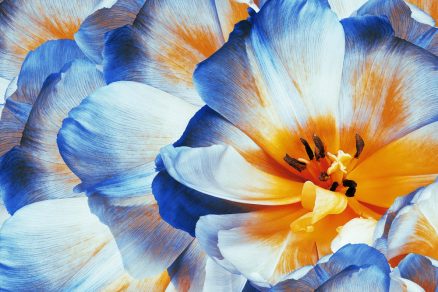 Modrobiely tulipán