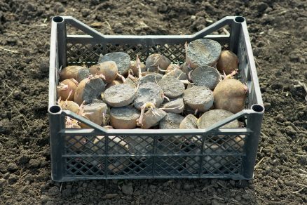 Plesnivé zemiaky