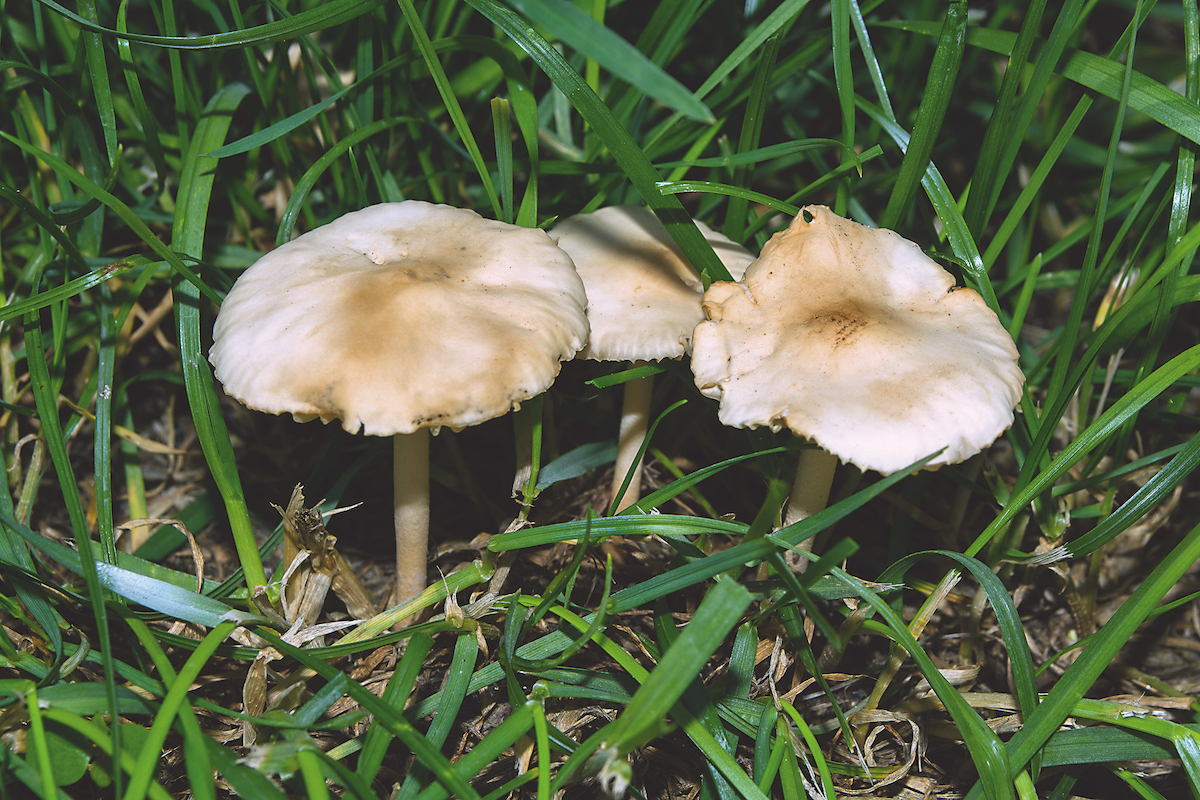 Škodlivé huby v trávniku