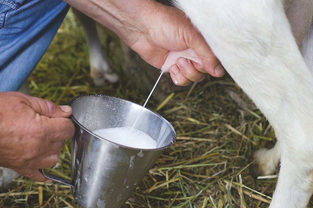 Ako registrovať farmu a predaj mlieka