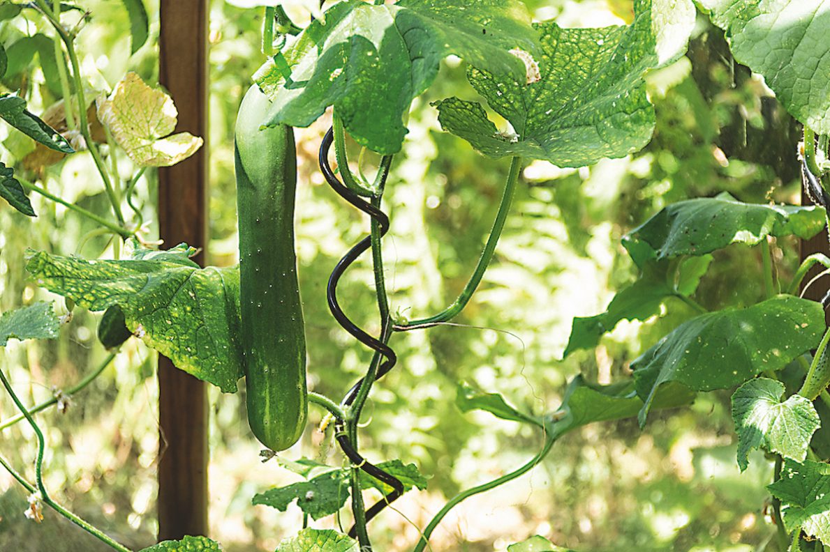 Princíp pestovania uhoriek v skleníku, spočíva v ich vyväzovaní vo výške.