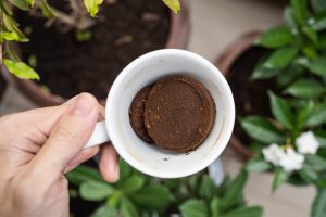 Je naozaj dobré zalievať rastliny zriedenou kávou?
