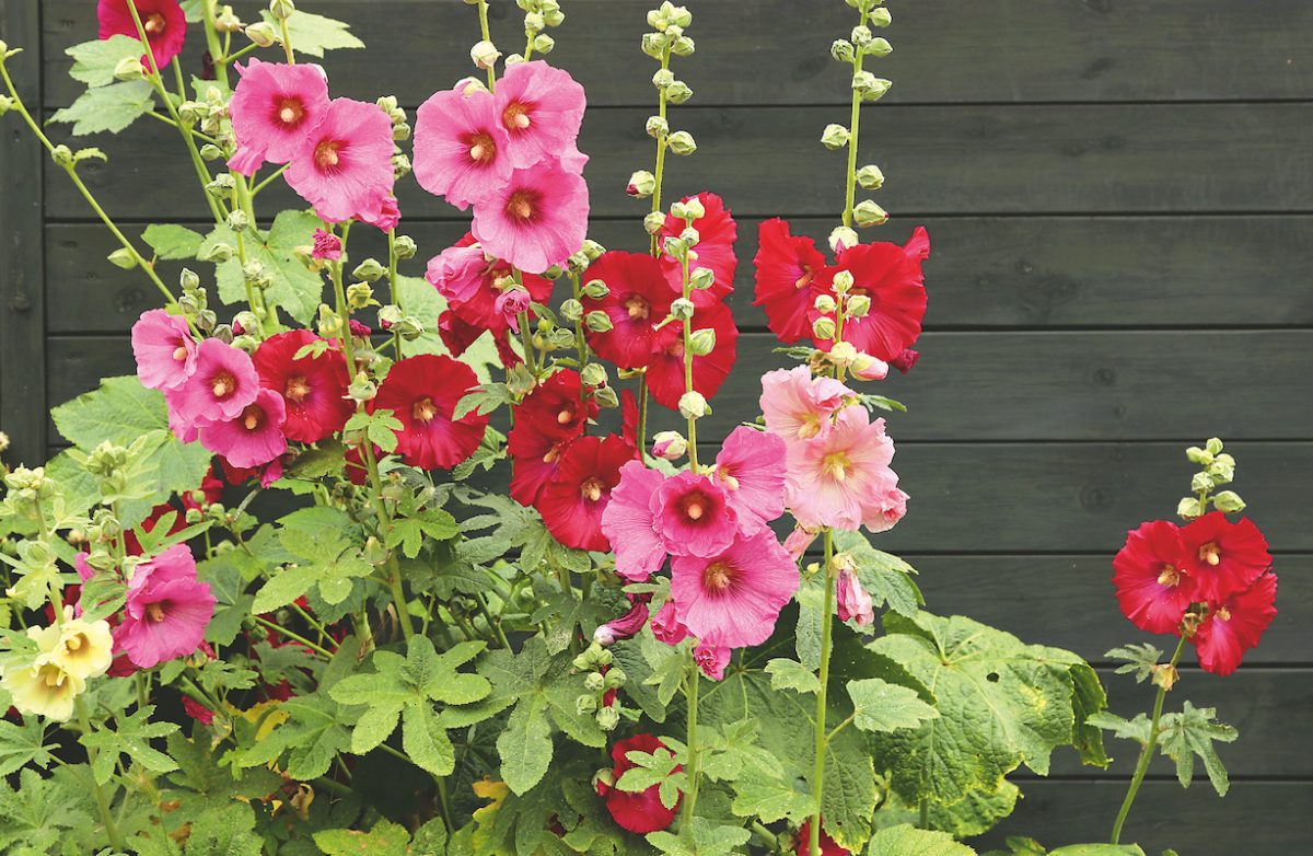 Vzpriamené stonky topoľoviek sú obzvlášť krásne pred múrmi plotu alebo domu v predzáhradke.