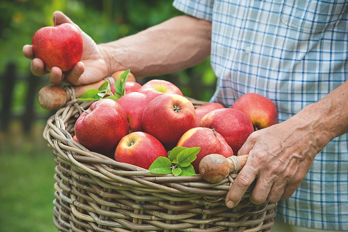 Farmár drží kôš s jablkami