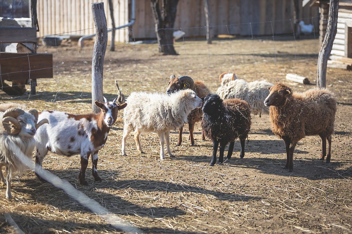 kozy a ovce v ohrade