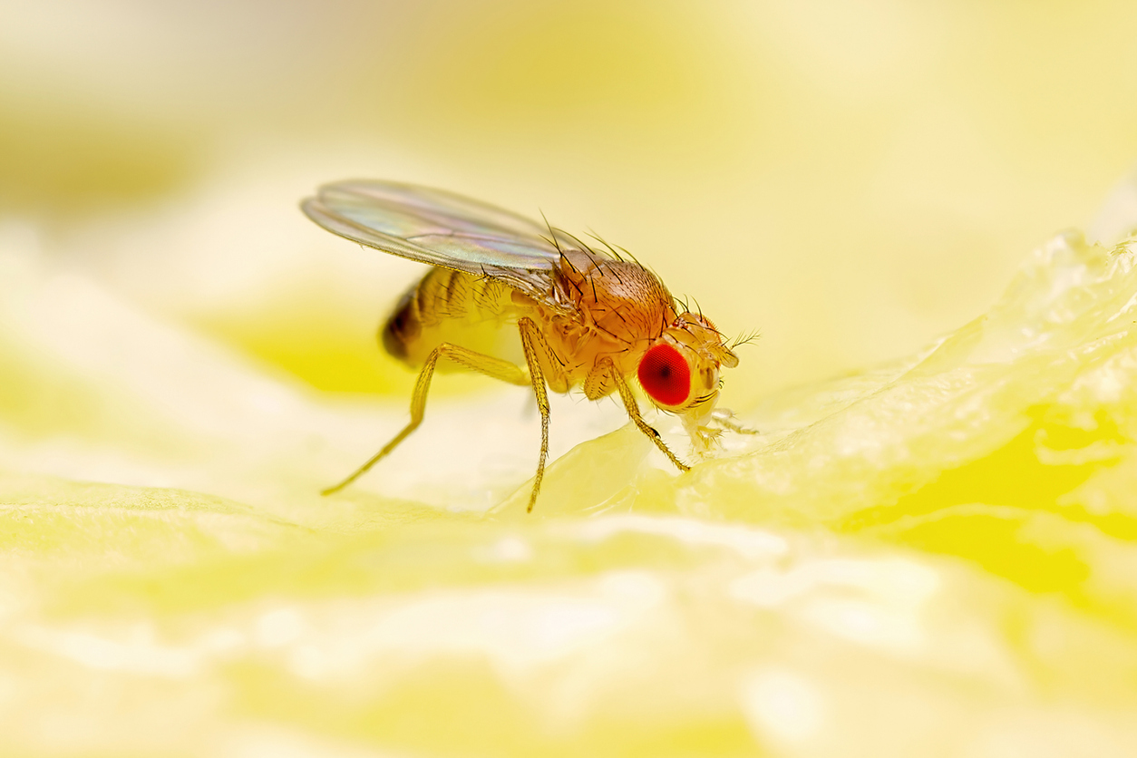 Drosophila Diptera 