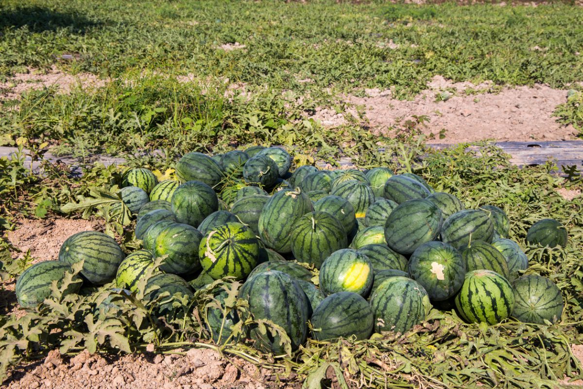Pestovanie melónov