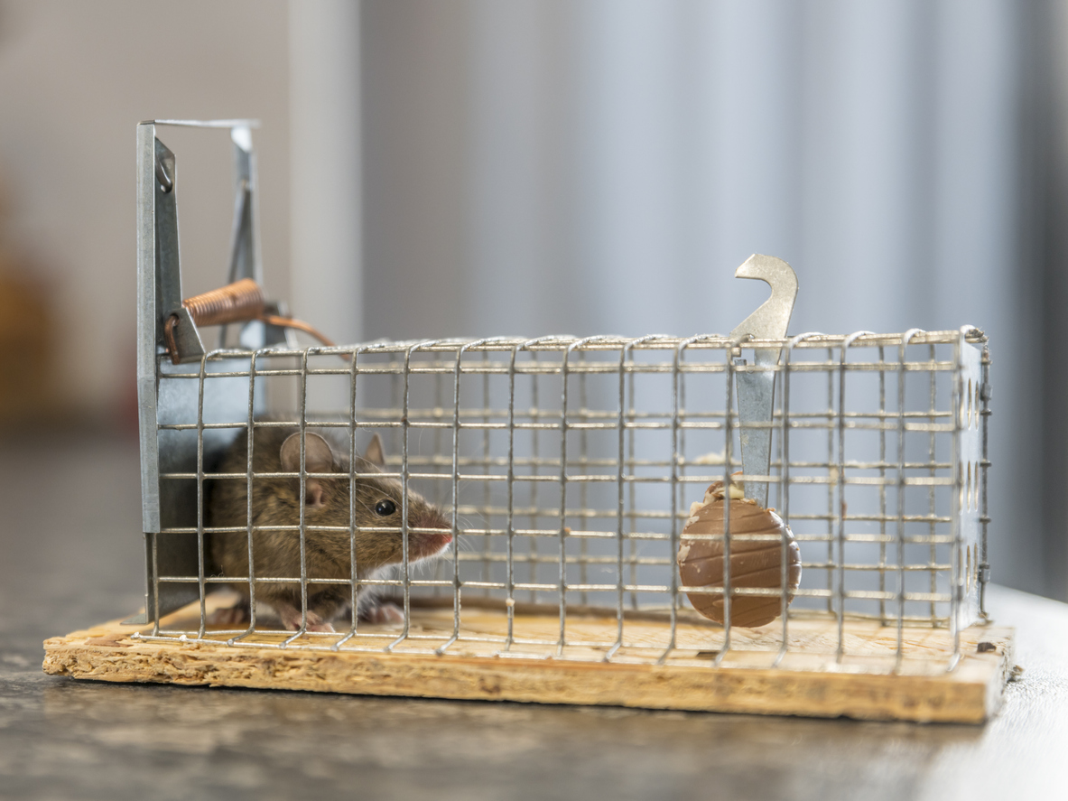 Poľná myš v pasci