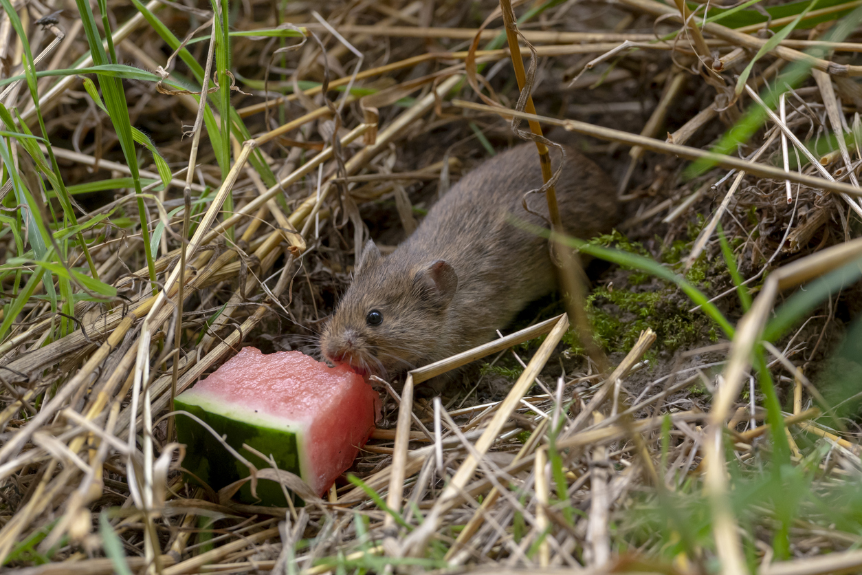Poľná myš v záhrade