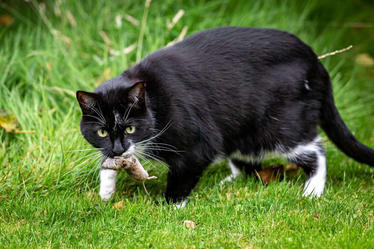 Čierna mačka s myšou v papuli