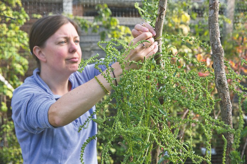 Žena zbiera semienka z rastliny