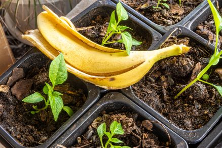 Hnojivo z banánov