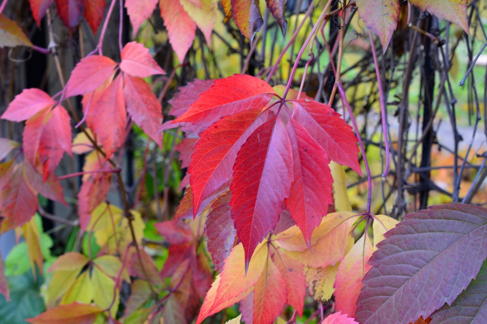 Farbenie jesenných listov