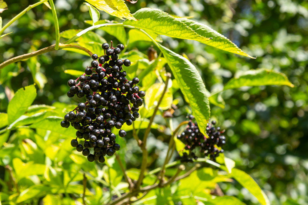 Zrelé plody bazy čiernej (Sambucus spp.)