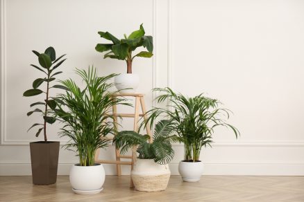 Izbové rastliny v skupinke