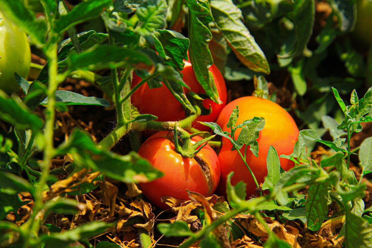 Pestovanie ovocia a zeleniny