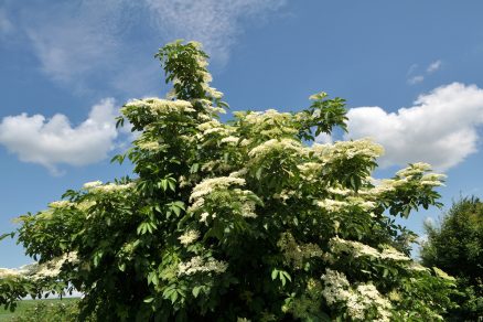 Kvitnúci strom bazy čiernej (Sambucus spp.)