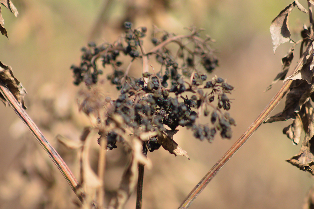 Suché plody bazy čiernej (Sambucus spp.)