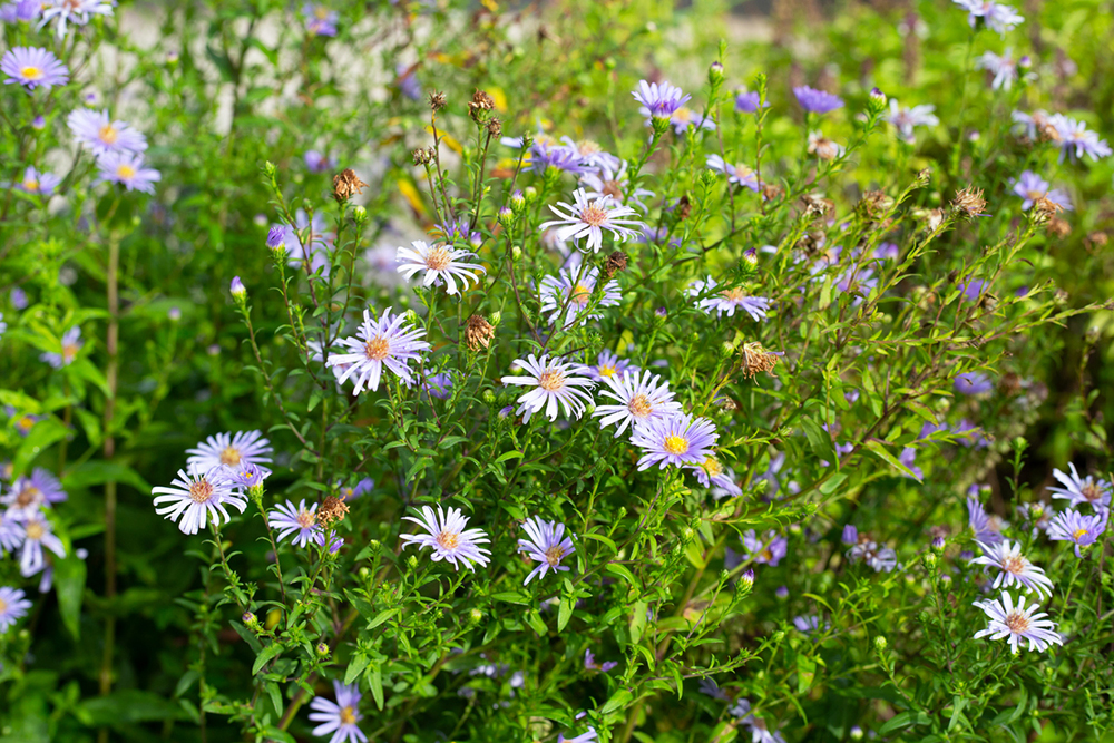 Astra (Symphyotrichum) - krásne svetlofialové kvety