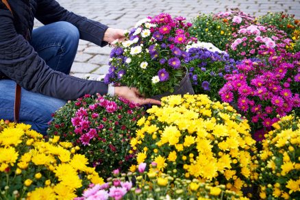 Žena vyberá farebné chryzantémy v kvetináčoch