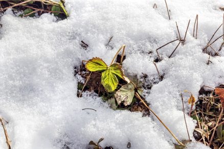 Jahodové listy pod snehom