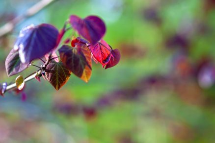 Judášovec kanadský (Cercis canadensis 'Forest Pansy') - strom s fialovými kvetmi v tvare srdca