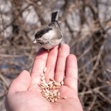 Kŕmenie vtákov semienkami