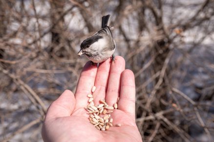 Kŕmenie vtákov semienkami
