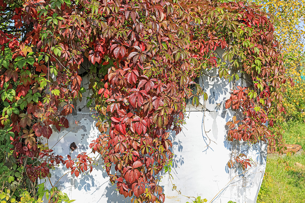 Pavinič Henryho (Parthenocissus henryana) - najfarebnejšia popínavá rastlina