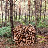 Jeden priestorový meter dreva