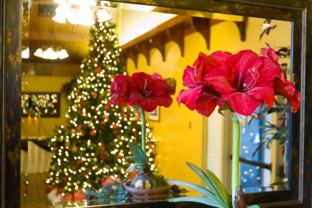 Červená amarylka vo vianočnom interiéri