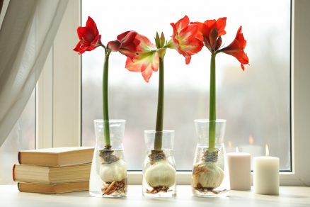 Amaryllis s cibuľkami v priesvitných sklenených vázach