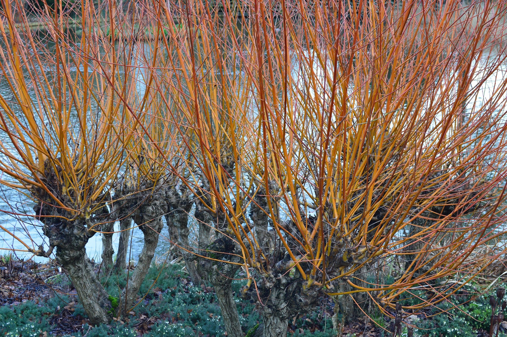 Farebné výhonky vŕby (Salix)