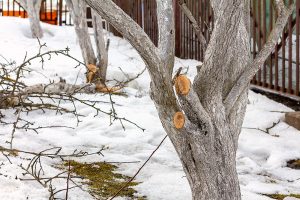 8 tipov, ako zvládnuť zimný rez ovocných stromov
